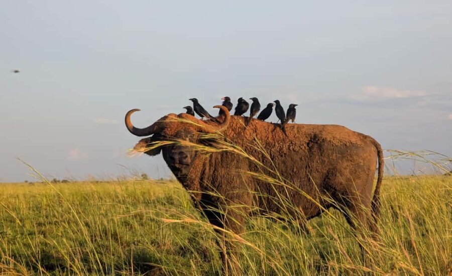 Kampala: 2-Day Best Murchison Falls Wildlife Adventure Tour - Day 1: Exploring the Park’s Wildlife and Scenery