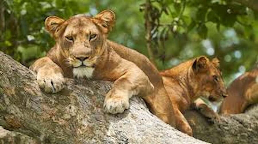 Kampala: 2-Day Queen Elizabeth Wildlife Safari - What Travelers Can Expect: Practical Details