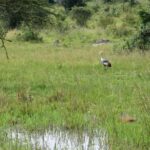 Kampala: 3-Day Lake Mburo National Park Safari - What Sets This Tour Apart?
