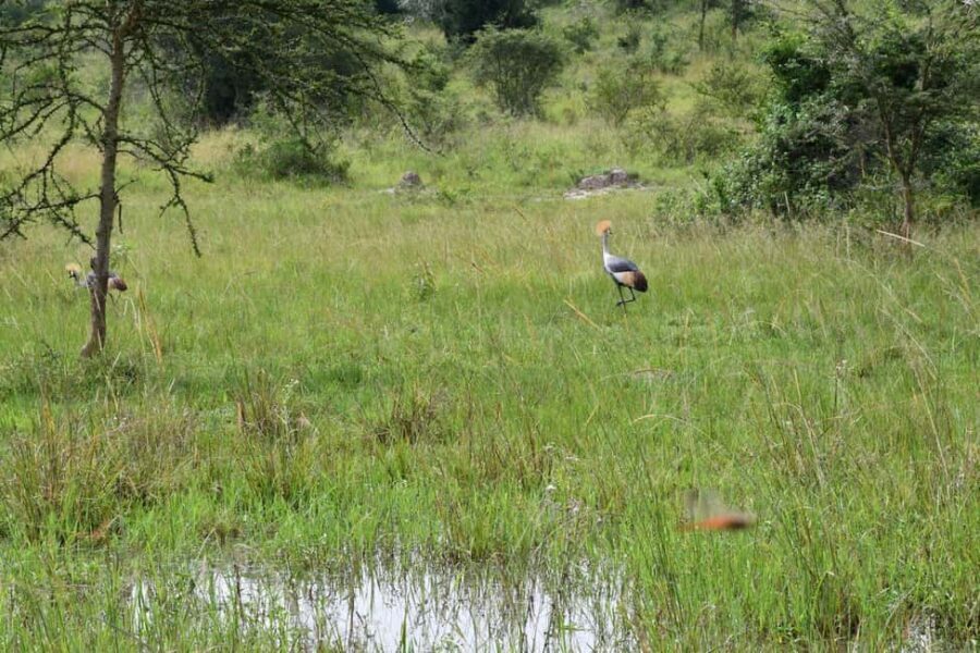 Kampala: 3-Day Lake Mburo National Park Safari - What Sets This Tour Apart?