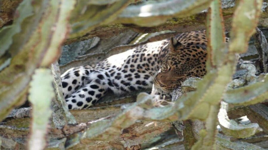 Kampala: 3-Day Murchison Falls National Park Safari - What to Expect and Practical Details