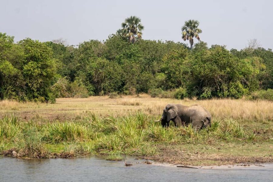 Kampala: 3-Day Murchison Falls National Park Safari - Detailed Breakdown of the Itinerary