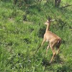 Kampala: Murchison Falls Safari with Nile Cruise & Rhinos - The Sum Up