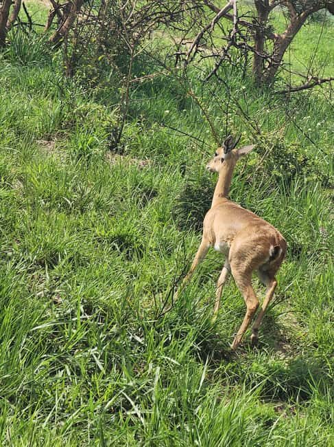 Kampala: Murchison Falls Safari with Nile Cruise & Rhinos - The Sum Up