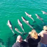 Kangaroo Island 75-Minute Coastal Safari - The Price and What You’re Getting