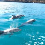 Kangaroo Island: Dolphin, Seal, and Swimming Boat Tour - Practical Tips for Your Trip