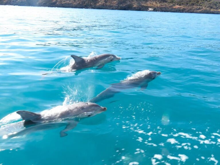 Kangaroo Island: Dolphin, Seal, and Swimming Boat Tour - Practical Tips for Your Trip