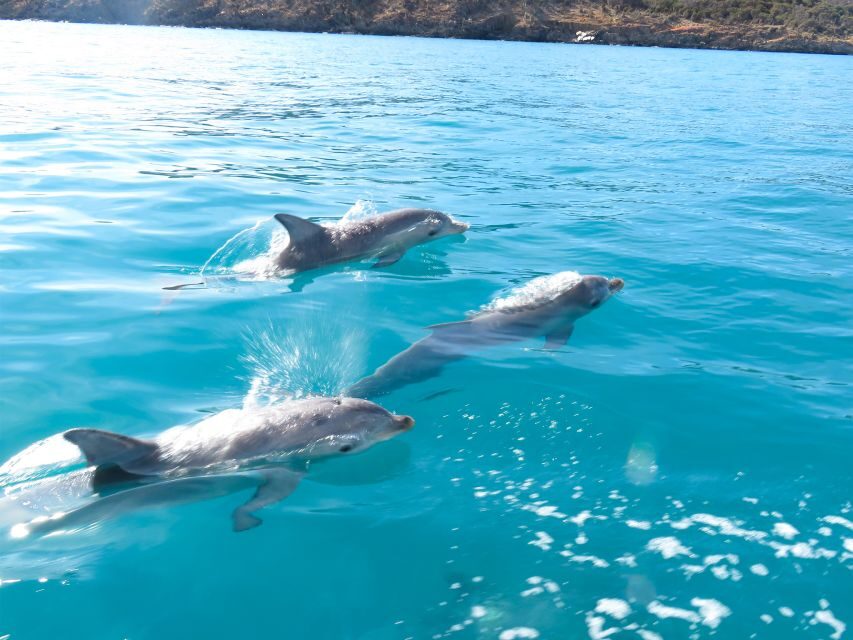 Kangaroo Island: Dolphin, Seal, and Swimming Boat Tour - Practical Tips for Your Trip