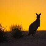 Kangaroo Island Luxury Small Group 'Flinders Chase Focus' Full Day Tour - FAQ