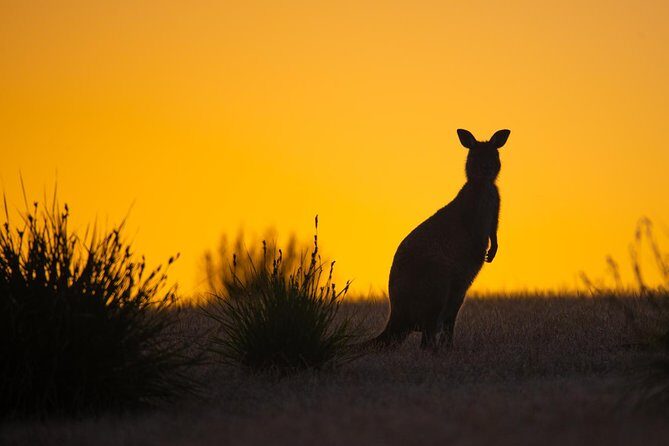 Kangaroo Island Luxury Small Group 'Flinders Chase Focus' Full Day Tour - FAQ