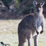 Kangaroo Island Luxury Small Group 'Island Life' Full Day Tour - Who Would Love This Tour?