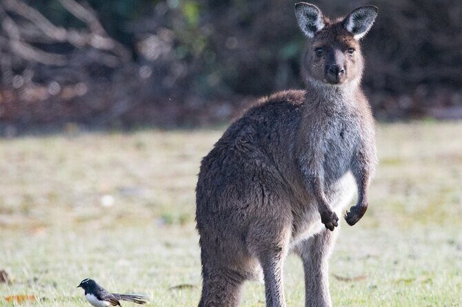 Kangaroo Island Luxury Small Group 'Island Life' Full Day Tour - Who Would Love This Tour?