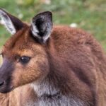 Kangaroo Island Shore Excursion Scenic Trail Tour - FAQs