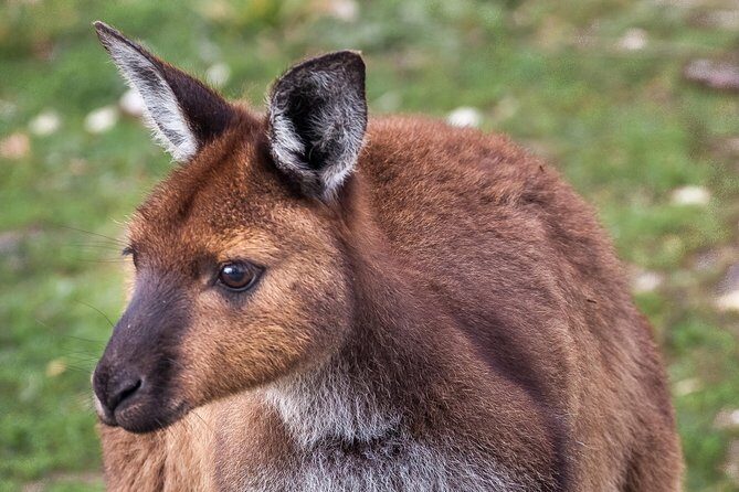 Kangaroo Island Shore Excursion Scenic Trail Tour - FAQs