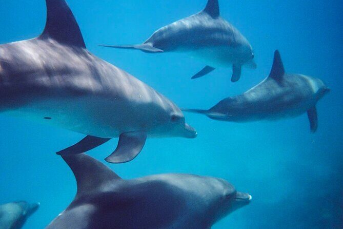 Kangaroo Island - Swim with Dolphins/Seals/Coastal Snorkel - Final Thoughts