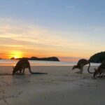 Kangaroos on the Beach Full-Day Private Tour Departing Mackay - What Makes This Tour Special?
