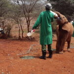 Karen Blixen Museum, Elephant Orphanage and Giraffe Center - Why This Tour Is a Great Choice