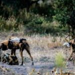 Kasane: Chobe National Park Game Drive Tour - Why This Tour Works for Different Travelers