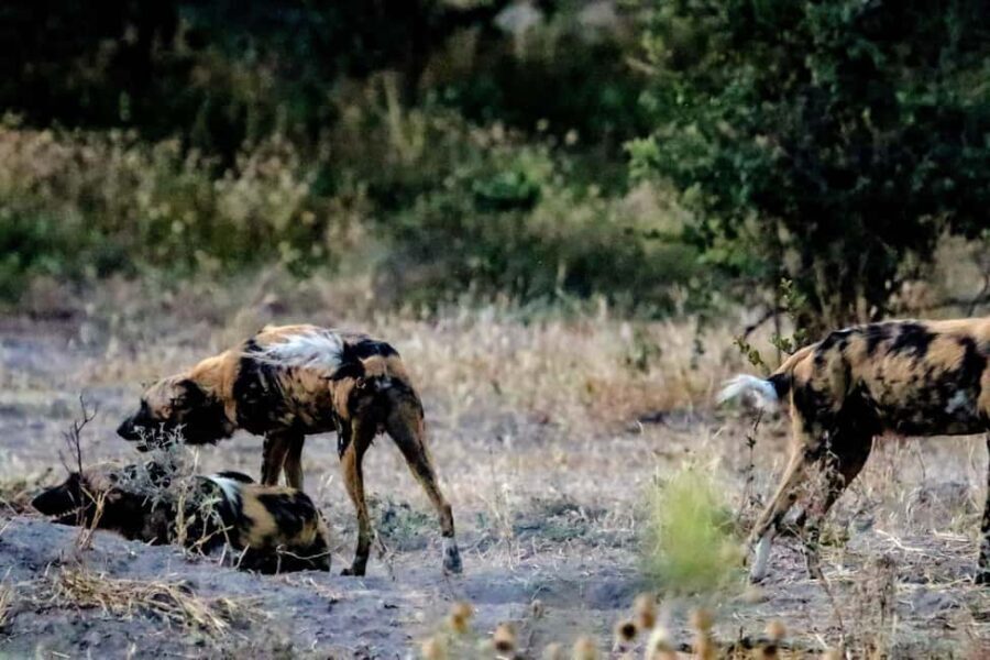 Kasane: Chobe National Park Game Drive Tour - Why This Tour Works for Different Travelers