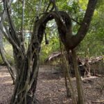 Kaya Kinondo Sacred Forest Guided Tour - Who Should Consider This Tour?