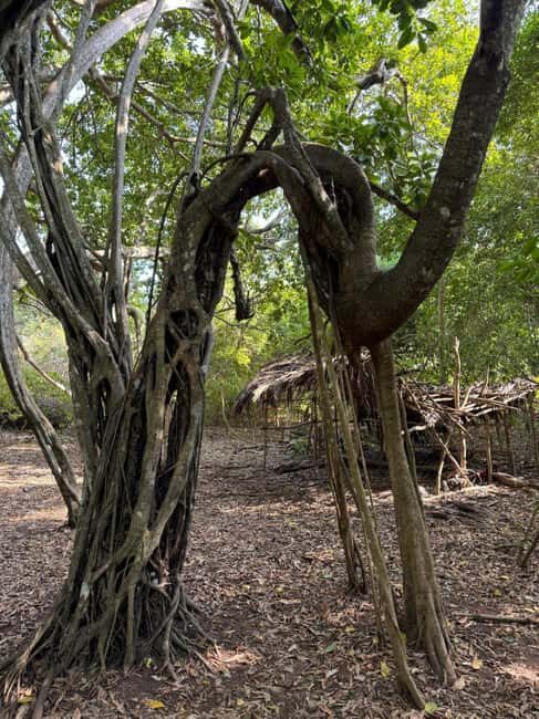 Kaya Kinondo Sacred Forest Guided Tour - Who Should Consider This Tour?