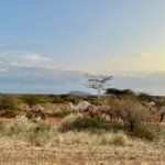 Kenya: 10-Day Safari Adventure - FAQs