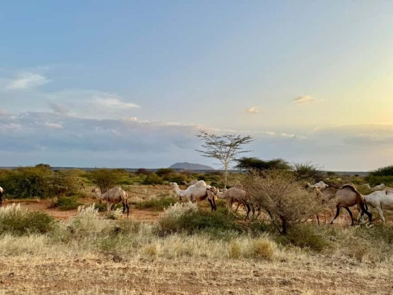 Kenya: 10-Day Safari Adventure - FAQs