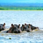 Kenya: 10-Day Wildlife and Cultural Safari - Detailed Breakdown of the Itinerary