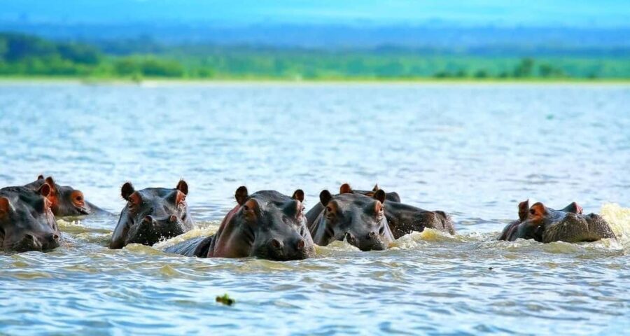 Kenya: 10-Day Wildlife and Cultural Safari - Detailed Breakdown of the Itinerary