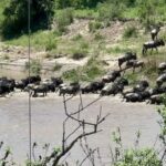 Kenya: 5-Day Maasai Mara & Lake Nakuru Camping Safari - What’s Included and What’s Not
