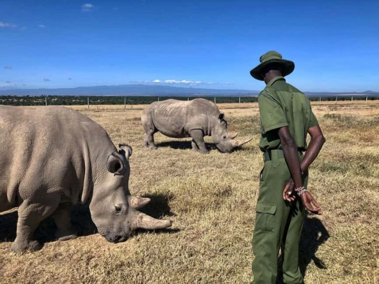 Kenya: 5-Day Safari to Ol Pejeta, Masai Mara, and Nakuru - Final Thoughts