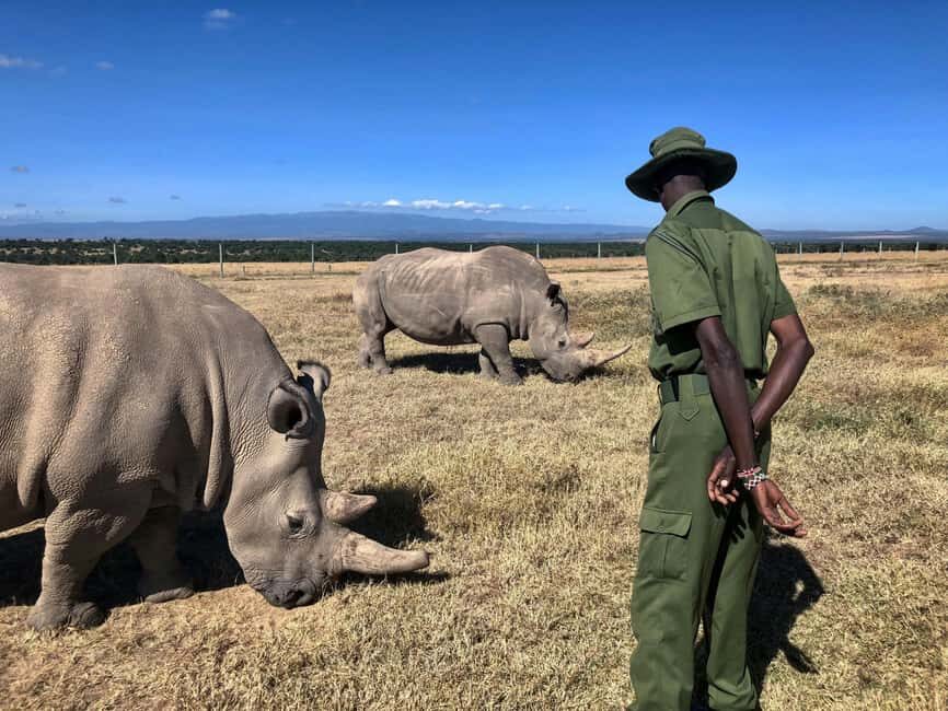 Kenya: 5-Day Safari to Ol Pejeta, Masai Mara, and Nakuru - Final Thoughts