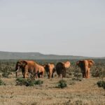 Kenya: 6-Day Safari with Accommodation and Transfers - Final Thoughts