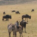 Kenya: 7-Day Safari to Maasai Mara, Lake Nakuru, and More - Final Thoughts