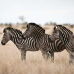 Kenya: 8-Day Mid-Range Safari - All Inclusive - Detailed Day-by-Day Breakdown