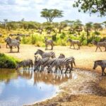 Kenya and Tanzania: 10-Day Classic Safari with Accommodation - What We Like About This Safari