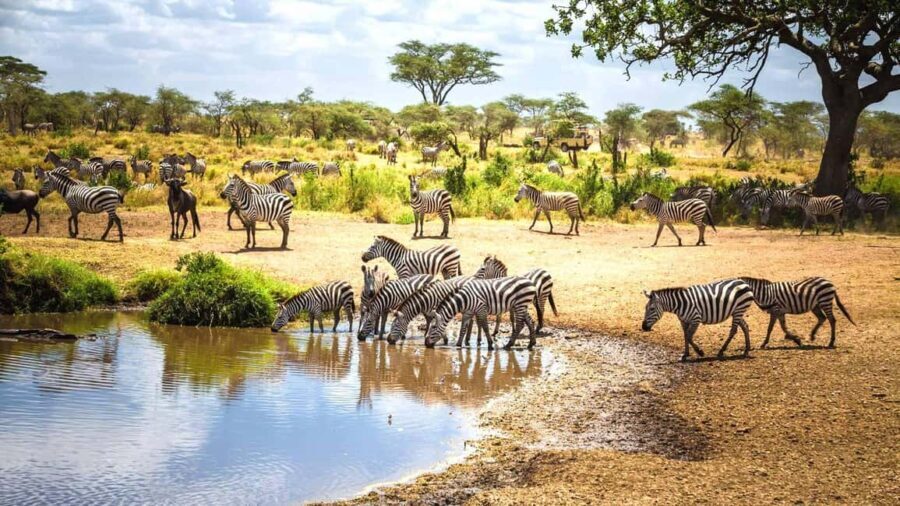 Kenya and Tanzania: 10-Day Classic Safari with Accommodation - What We Like About This Safari
