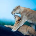 Kenya and Tanzania: 10-Day Great Migration Safari - Practical Tips for Travelers