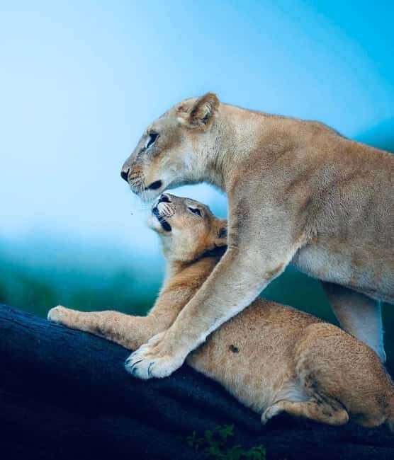 Kenya and Tanzania: 10-Day Great Migration Safari - Practical Tips for Travelers