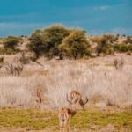 Kenya and Tanzania: 10-Day Safari Adventure - Final Thoughts: Is This Safari Right for You?