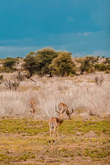 Kenya and Tanzania: 10-Day Safari Adventure - Final Thoughts: Is This Safari Right for You?