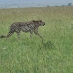 Kenya and Tanzania: 9-Day Private Midrange Safari Package - What to Expect on the Safari