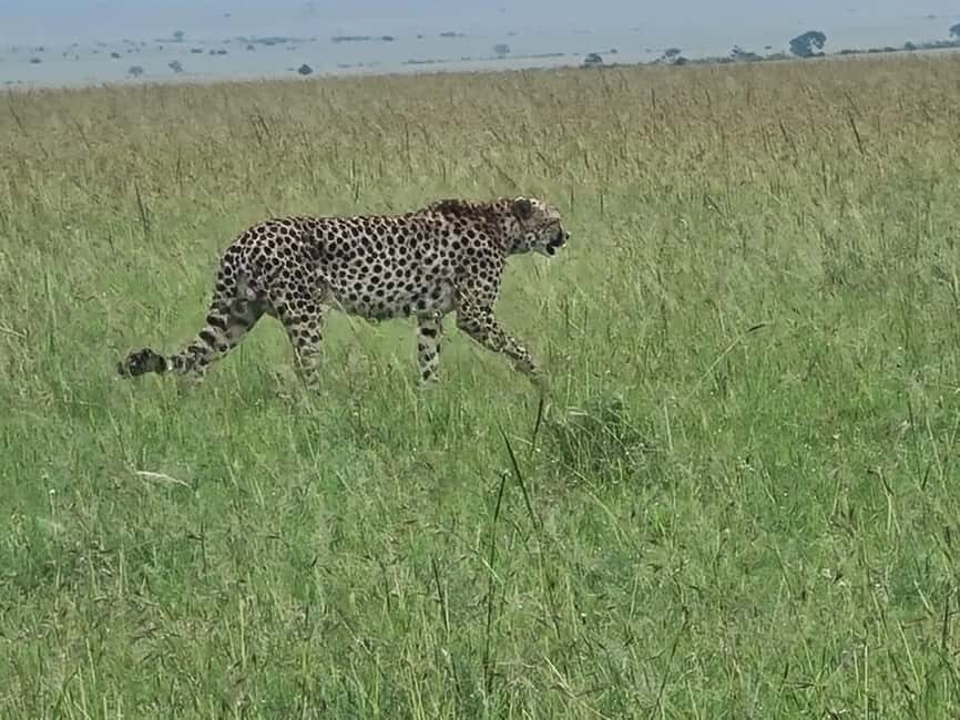 Kenya and Tanzania: 9-Day Private Midrange Safari Package - What to Expect on the Safari