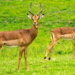 Kenya and Uganda: 7-Day Safari with Gorilla Tracking Tour - The Unique Experience of Gorilla Trekking in Uganda