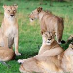 Kenya Big Five Safari - The Itinerary Breakdown