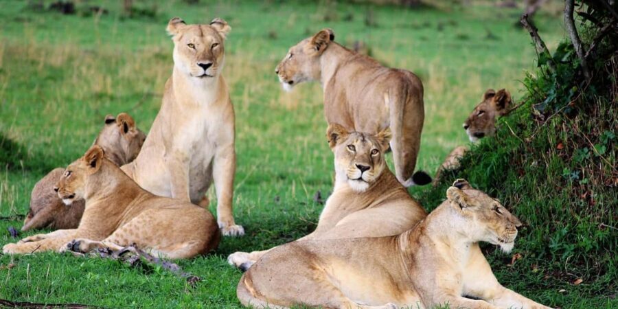 Kenya Big Five Safari - The Itinerary Breakdown