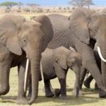Kenya: Fly-In Safari to Amboseli from Mombasa Port 2-Day - Why This Tour is a Great Choice