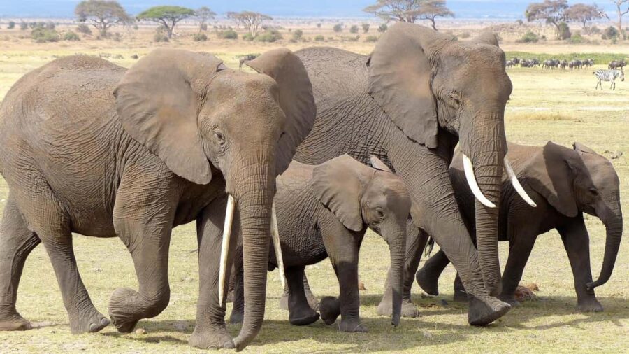 Kenya: Fly-In Safari to Amboseli from Mombasa Port 2-Day - Why This Tour is a Great Choice