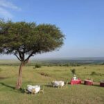 Kenya Safari: Samburu, Mara & Scenic Lakes in 9 Days Tour - Why This Tour Offers Great Value