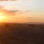 Kenyan Splendor: A 10-Day Safari - The Value of This Safari